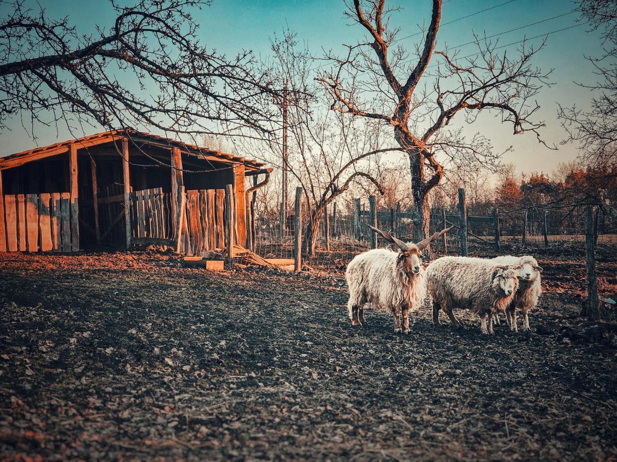 Fecskefészek Vendégház Őriszentpéter Oriszentpéter Exterior foto